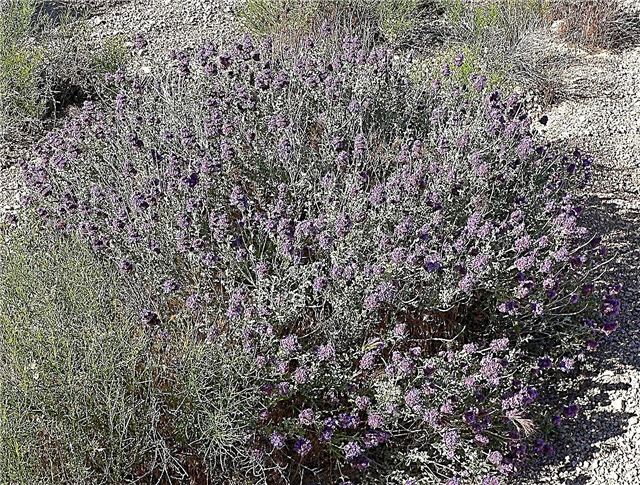 Purple Sage Istutusopas: Mikä on Purple Sage ja missä se kasvaa