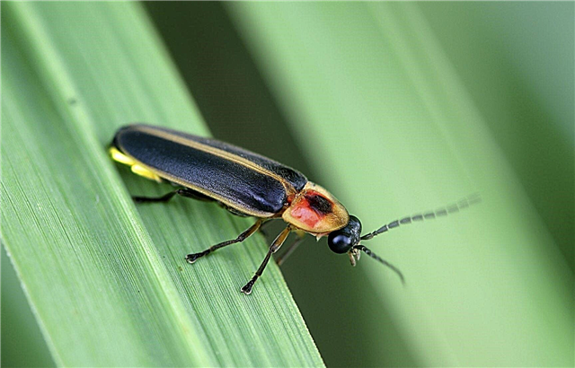 Information om Lightning Bug - Att locka Lightning Bugs i trädgården