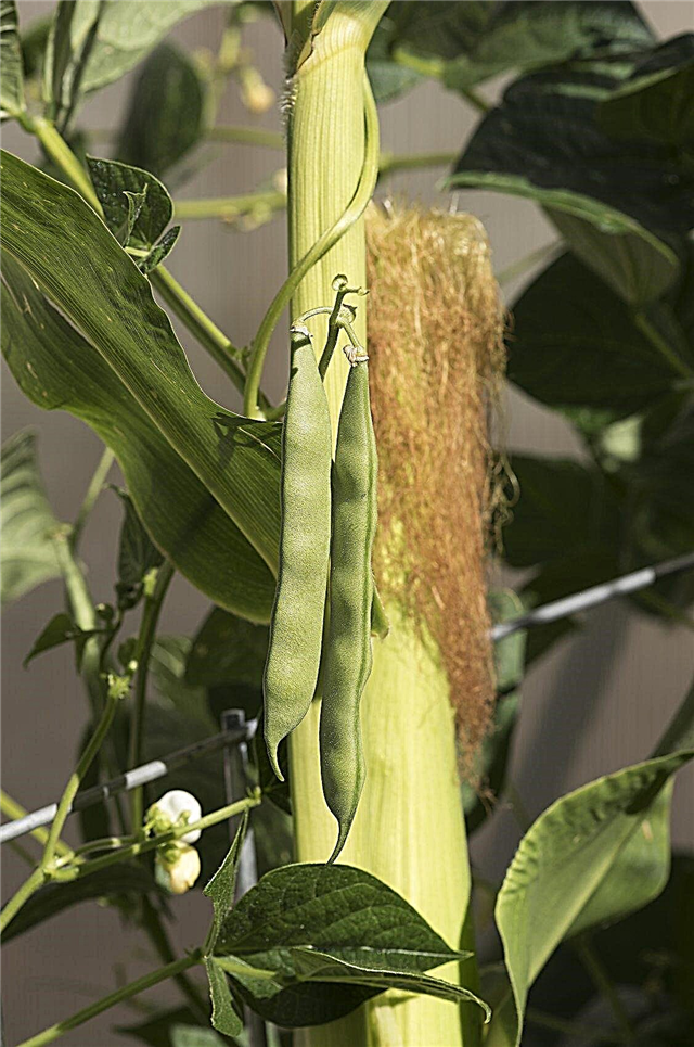 Însoțitorii de plante de fasole: Ce crește bine cu fasolea din grădină
