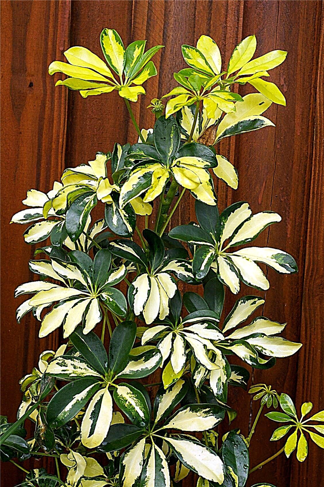 Schefflera taimede pügamine: näpunäited Schefflera taimede tagasilõikamiseks