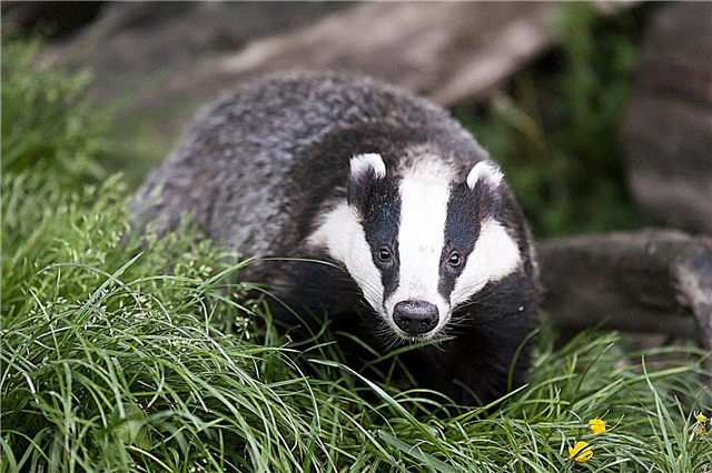 Deterring Badgers: Come sbarazzarsi dei tassi nel giardino