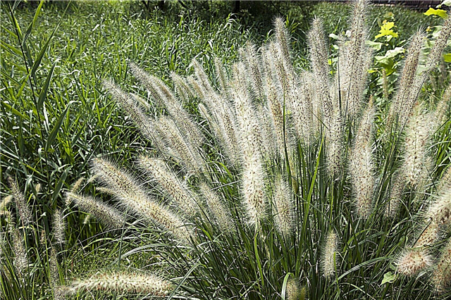 Оплодотворяющая трава фонтана - когда и чем кормить декоративные травы