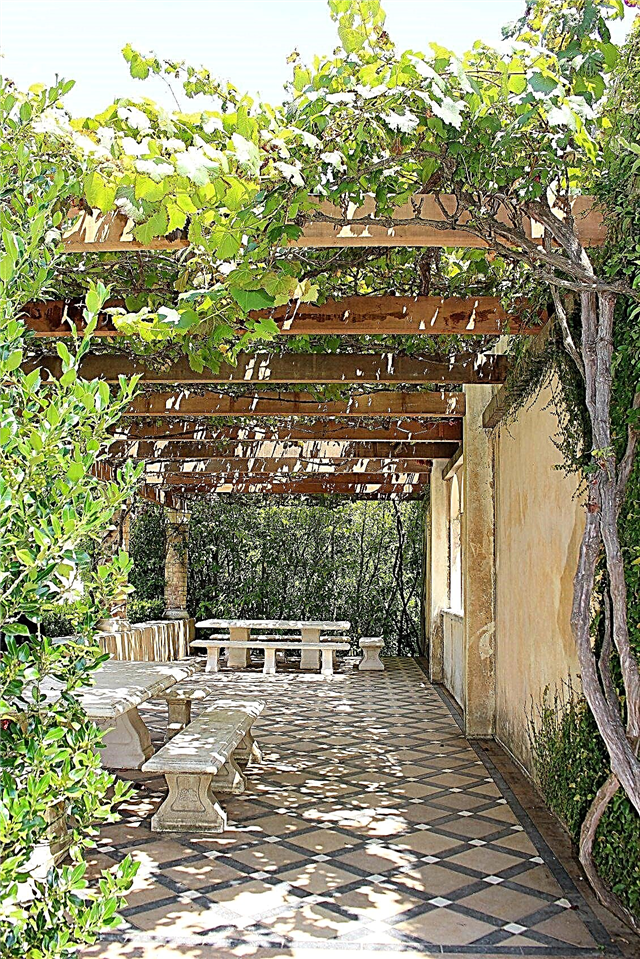 Vine Plants As Shade Cover: Oprette Shade With Vining Plants