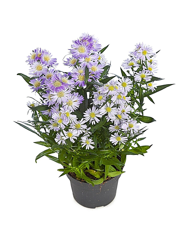 Aster Care For Containers: Asters laten groeien in containers