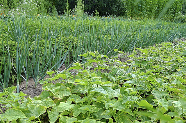 Însoțitori de plante de castraveți: plante care cresc bine cu castraveți
