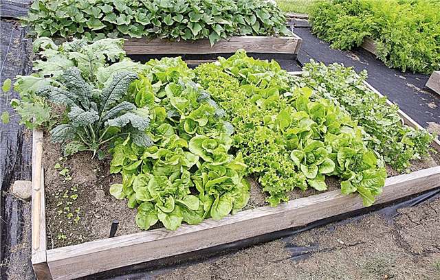 مصانع Kale Companion: تعرف على النباتات التي تنمو بشكل جيد مع Kale