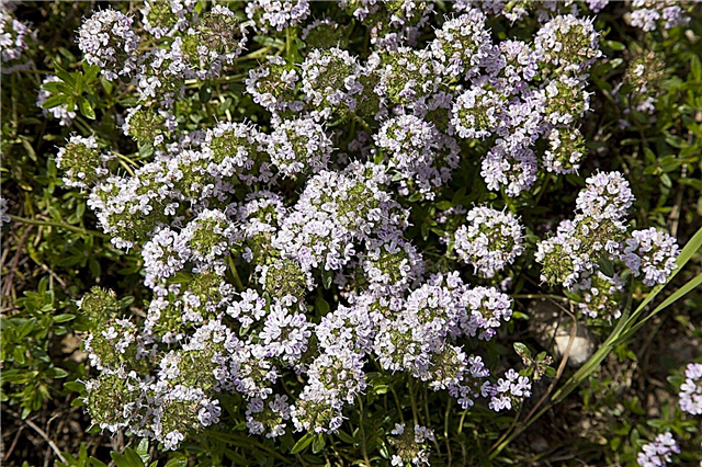 Tipos de plantas Agastache - Variedades de hisopo para el jardín