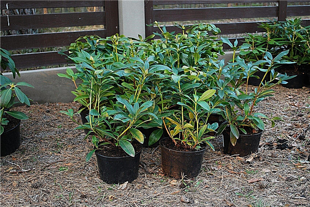 Rhododendron-säilytysastian hoito: Rhododendronien kasvatus astioissa