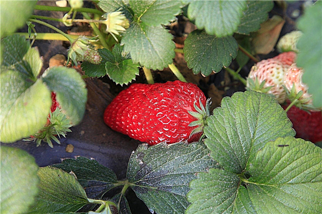 Alimentation des plants de fraises: conseils sur la fertilisation des plants de fraises