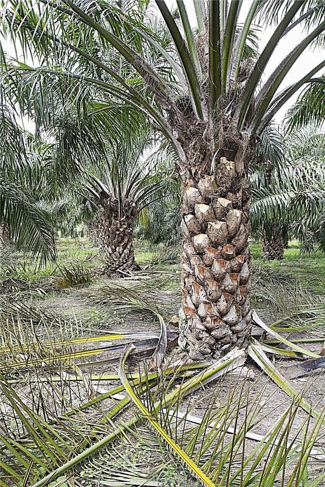 Poda de plantas de palma: consejos para cortar una palmera