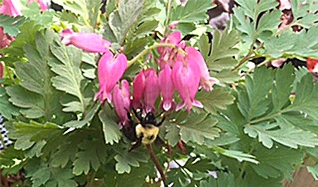 日陰の地域のための蜂にやさしい植物：花粉媒介者のための陰の愛情のある植物