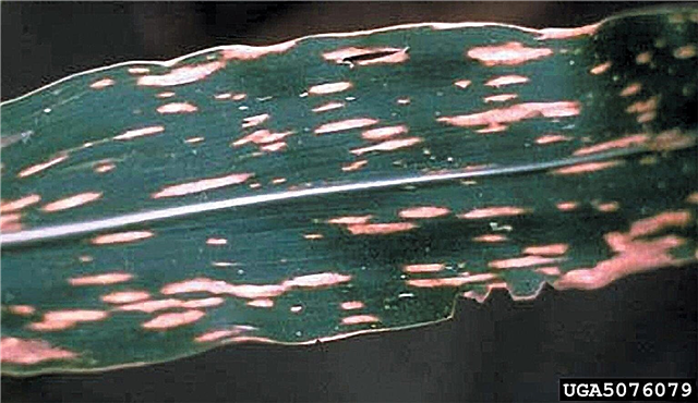 Southern Corn Leaf Blight Behandlung - Was sind Symptome der Southern Leaf Blight