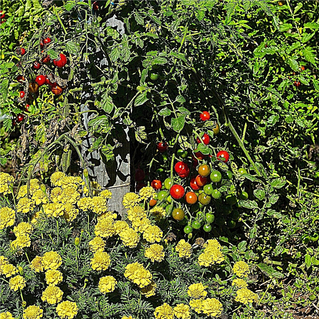 Compagnons de tomates: découvrez les plantes qui poussent avec les tomates