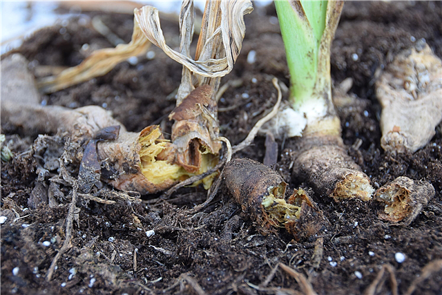 Iris Root Rot: Prevention Rotting Iris Roots And Bulbs