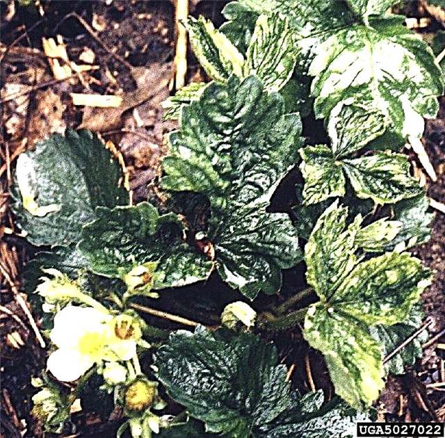 Hojas de ciclamen amarillentas: soluciones para hojas que se vuelven amarillas en el ciclamen