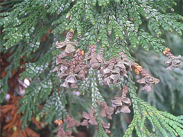 Japanese Elkhorn Cedar: Conseils sur la culture d'une plante de cèdre Elkhorn