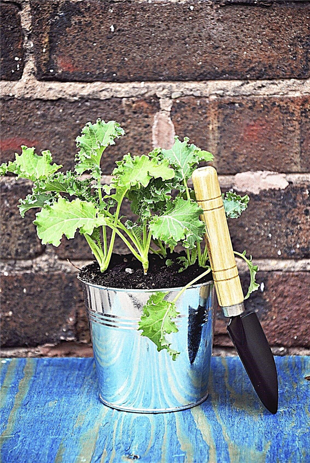 Will Kale Grow In Containers: Conseils pour faire pousser du chou frisé dans des pots