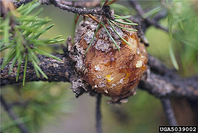 السيطرة على أمراض شجرة الصنوبر - أعراض مرض الصدأ الصنوبر