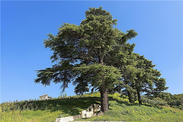 Libano medžio kedras - kaip auginti Libano kedro medžius