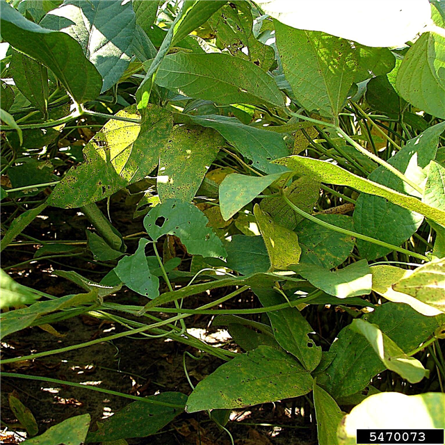 โรคสนิมถั่วเหลือง: เรียนรู้เกี่ยวกับการควบคุมสนิมของถั่วเหลืองในสวน