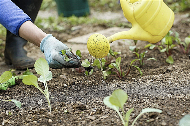 Retenir l'humidité du sol: que faire lorsque le sol sèche trop vite dans le jardin
