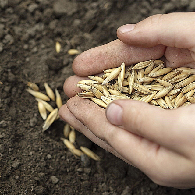 Homegrown Oat Grains - Erfahren Sie, wie Sie Hafer zu Hause für Lebensmittel anbauen