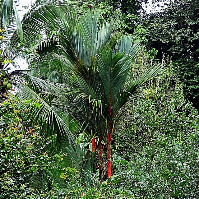 Conditions de croissance du rouge à lèvres Palm: En savoir plus sur le soin des plantes du rouge à lèvres Palm
