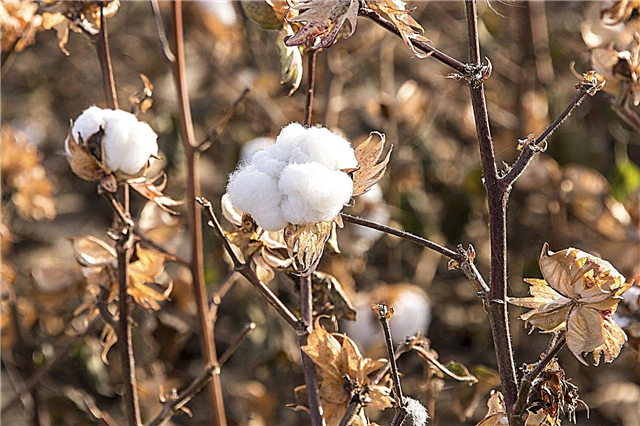O que é adubo de rebarba de algodão: Como usar adubo de rebarba de algodão em jardins