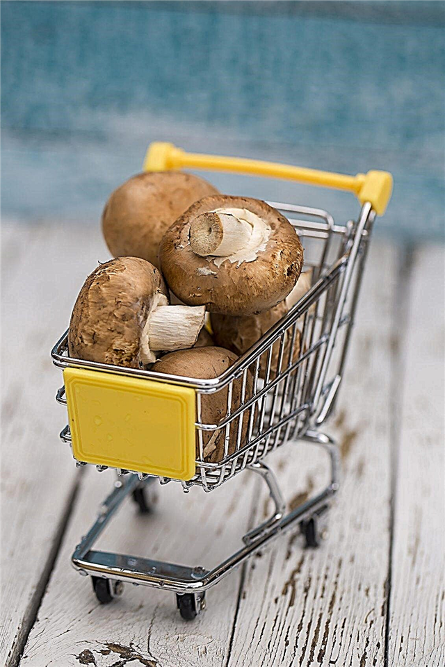 Propagação de cogumelos comprados em lojas: como cultivar cogumelos desde o fim