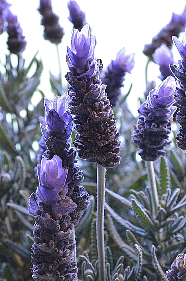 Pupuk Untuk Lavender: Kapan Memberi Makan Lavender Di Kebun