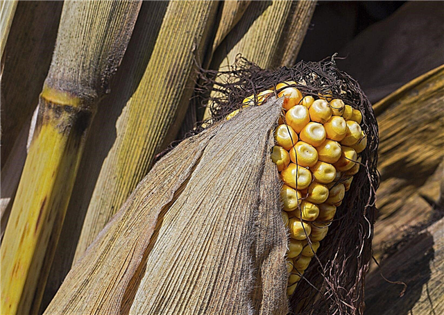Wat is Dent Corn: Dent Corn in de tuin planten
