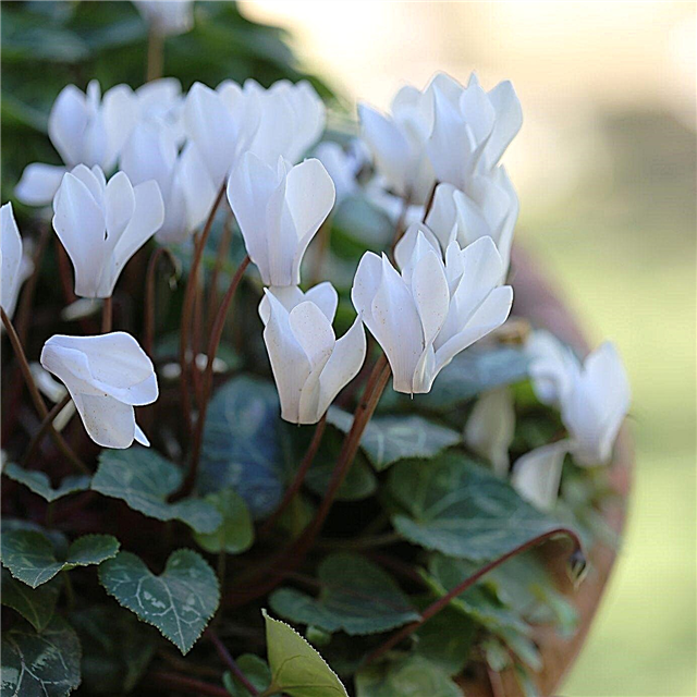 Cyclamen Plant Division: How To Divide Cyclamen Bulbs