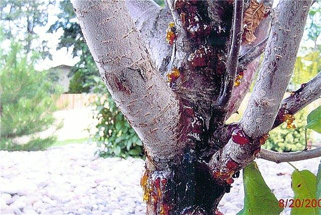 ल्यूकोस्टोमा कांकेर क्या है - बगीचे में फलों के पेड़ों पर कांकर का इलाज कैसे करें