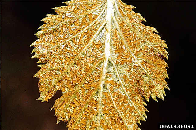 Óxido en las hojas de frambuesa: consejos para tratar el óxido en las frambuesas