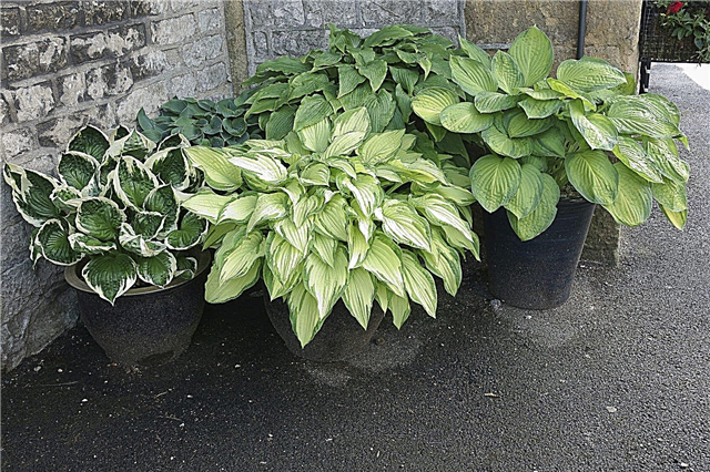 Cuidado de las plantas de interior de Hosta: Cómo cultivar Hosta en interiores