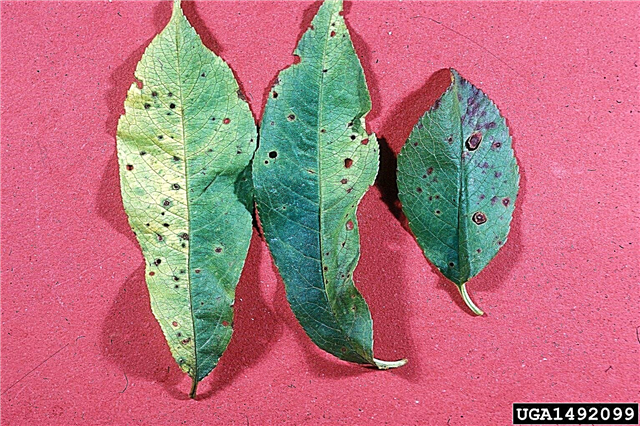 Peach Tree Leaf Spot: Opi bakteeritäröstä persikkapuissa