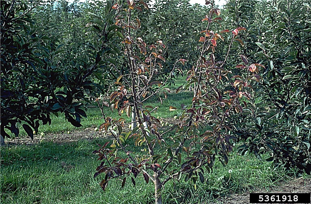 Koren gnilobe Apple Tree - razlogi za gnilobo korenine v jablanah