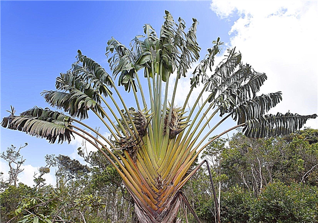 Pflege von Palmen für Reisende - Wie man eine Palme für Reisende züchtet