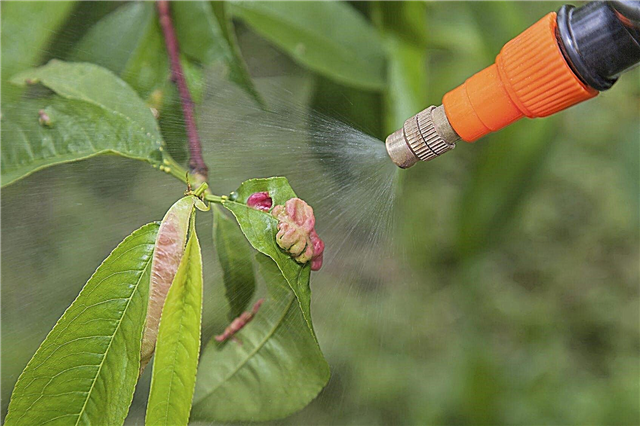 Sprejning av persikaträd: Vad som ska sprayas på persikaträd