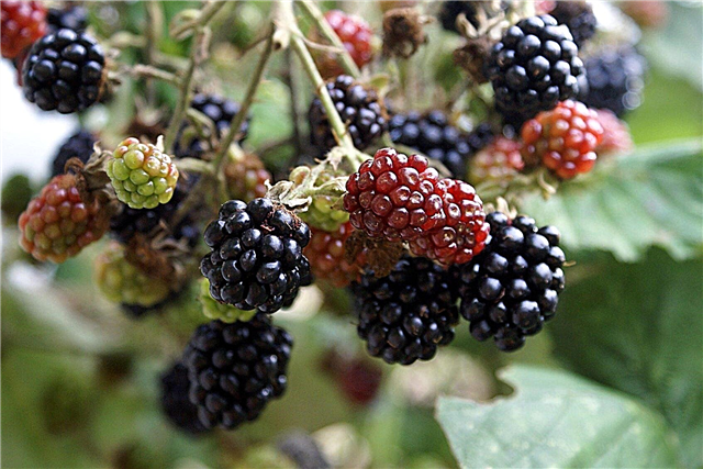 Bemesting van Blackberry-planten - Leer wanneer u Blackberry-struiken moet bemesten