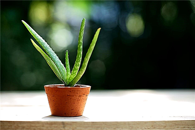 Aloe Seed Propagation - Wie man Aloe aus Samen züchtet