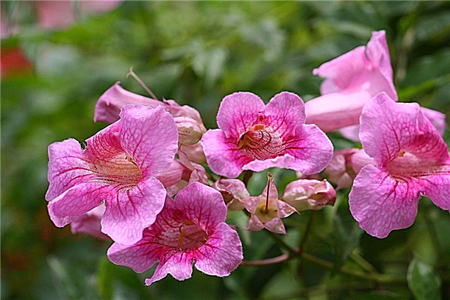 Podranea Königin von Saba - Wachsende rosa Trompetenreben im Garten