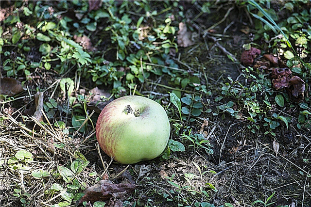Appelbomen laten fruit vallen: redenen waarom appels voortijdig vallen