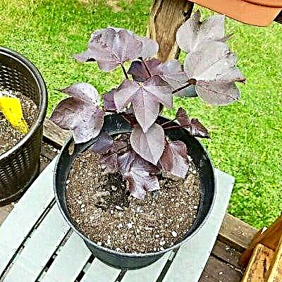 Черни памучни растения - съвети за засаждане на черен памук в градини
