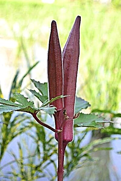 Red Burgundy Okra: Rosnące czerwone rośliny okry w ogrodzie