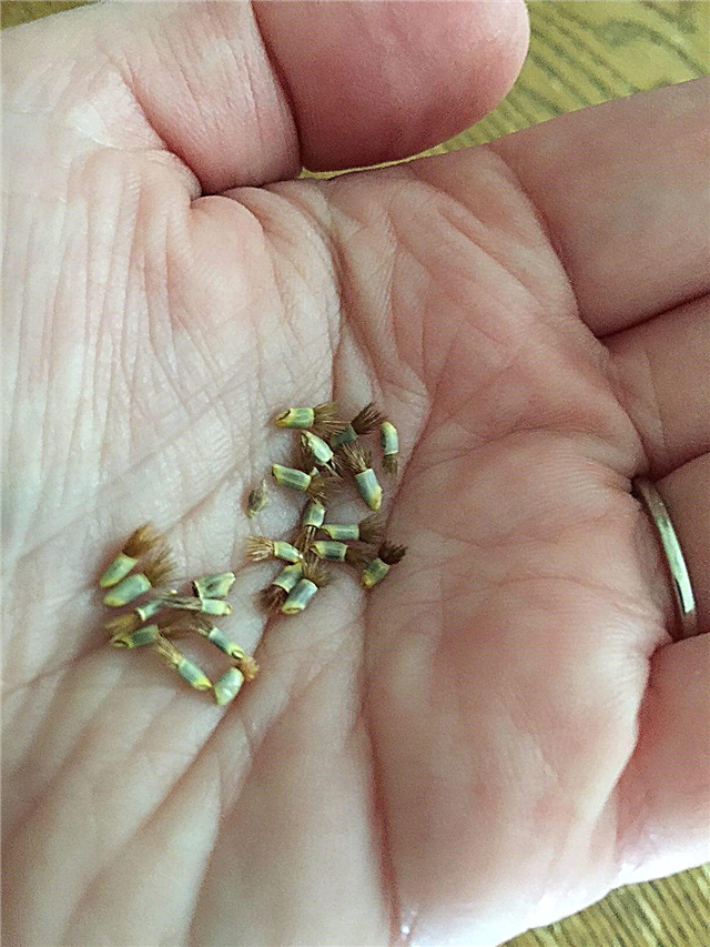 Kako uzgajati sjemenke gumenog prvostupnika: spremanje sjemenki gumba prvostupnika za sadnju