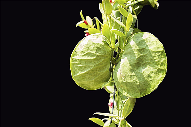 Was ist Dischidia: Tipps zum Anbau von Dischidia-Pflanzen
