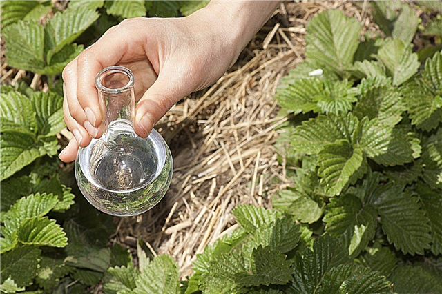 Ūdens pārbaude augiem - kā pārbaudīt dārzu ūdeni