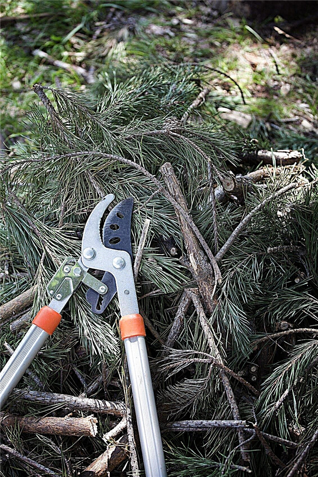 Обрезивање боровине: како и када обрезивати борово дрвеће
