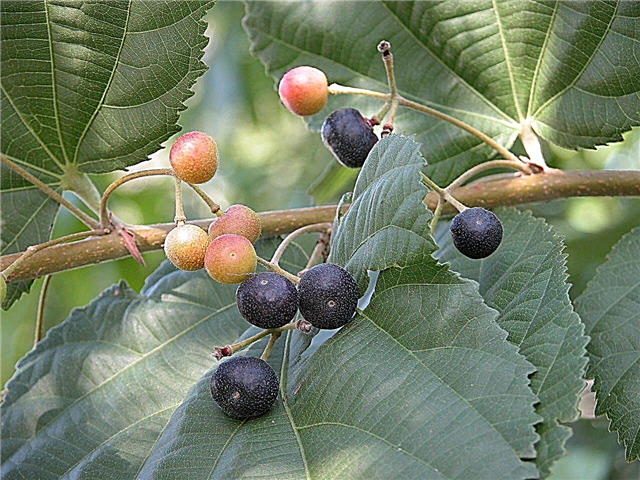 Sherbet Berry Care: informações sobre Phalsa Sherbet Berries